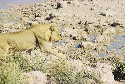 E1013 And here they are - kings of animals